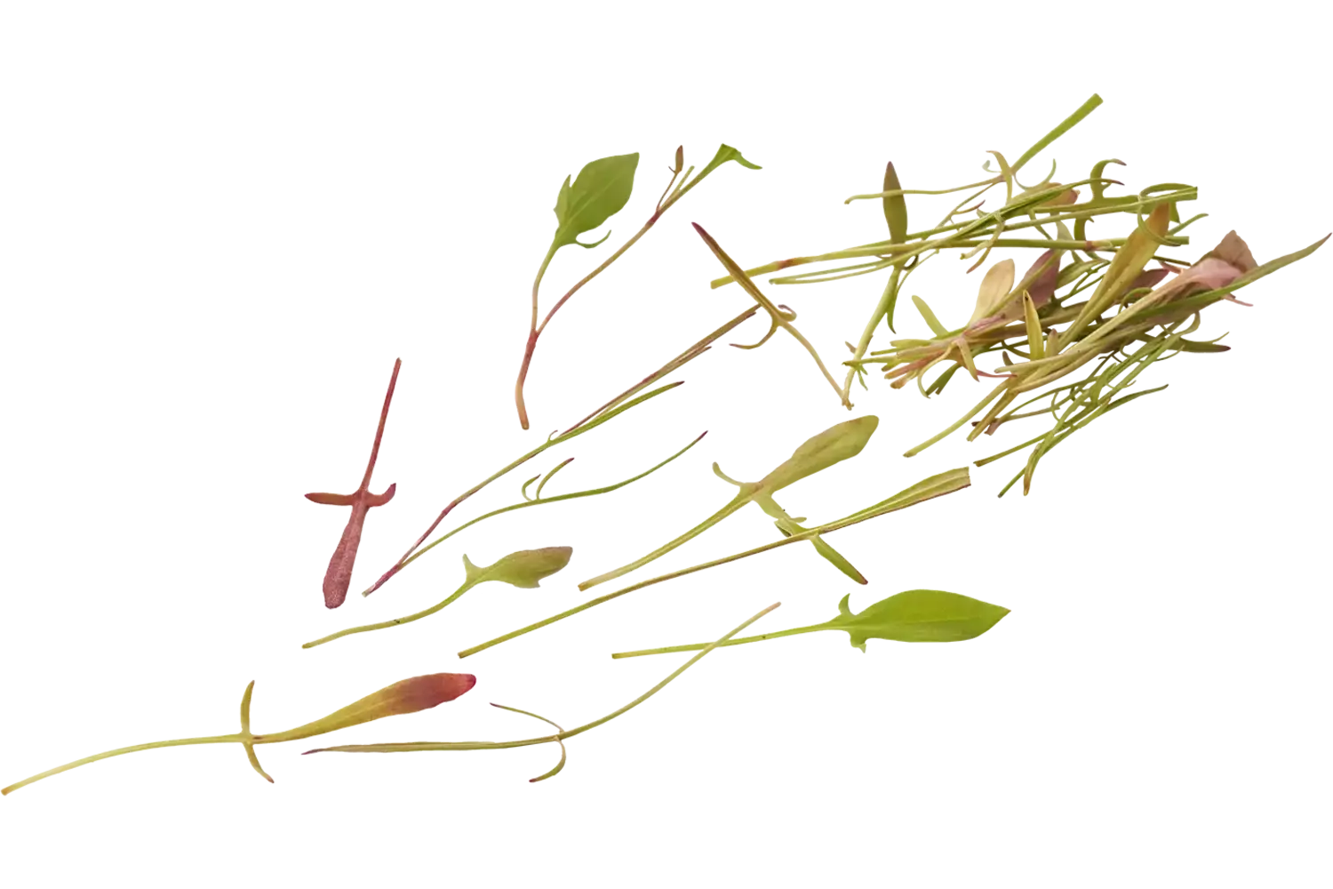 Micro field sorrel 30gr piece