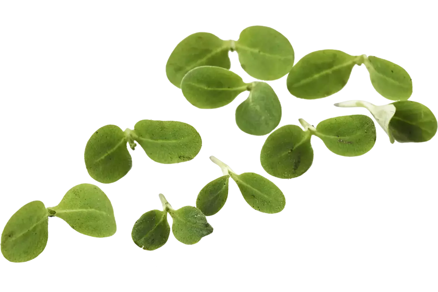 Micro borage herbs 30gr crade 20 pieces