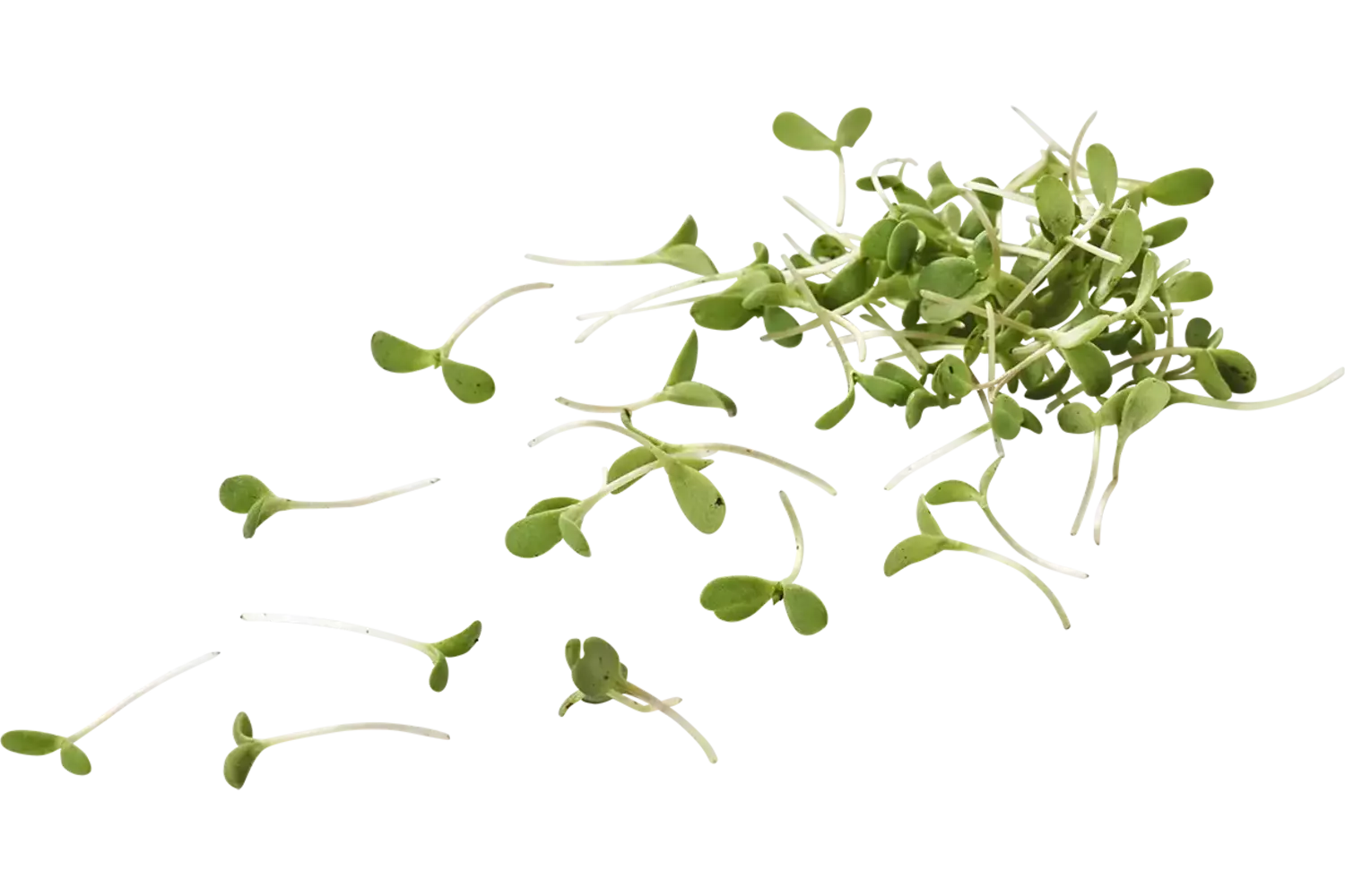 Micro wilde rucola 15gr stuk
