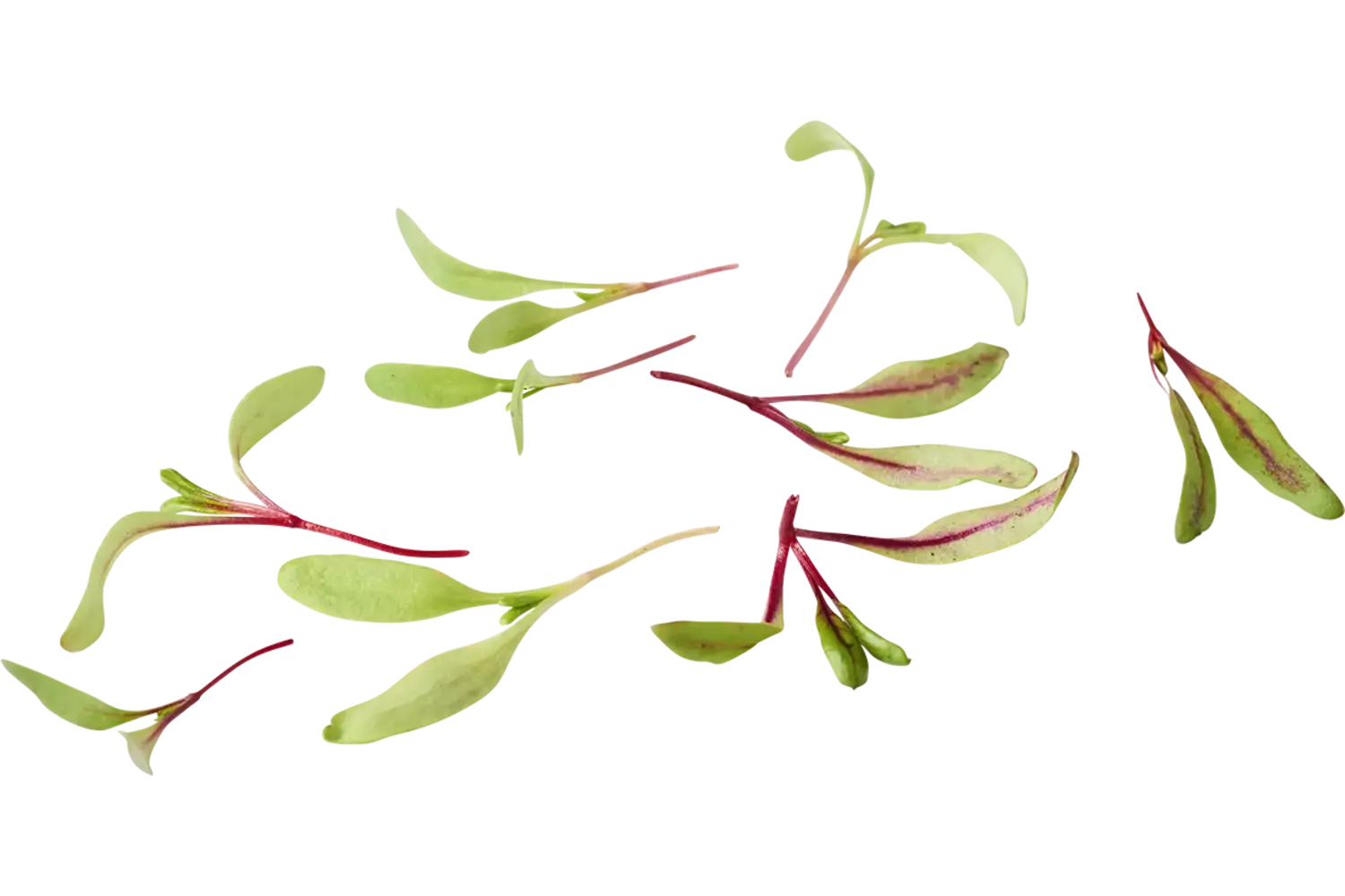 Micro feuille de betterave 20g pièce