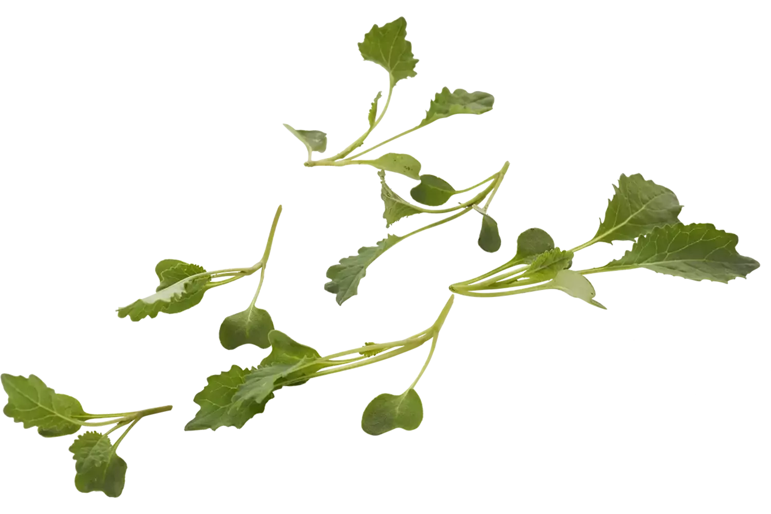 Micro marrow cabbage 10 pcs piece