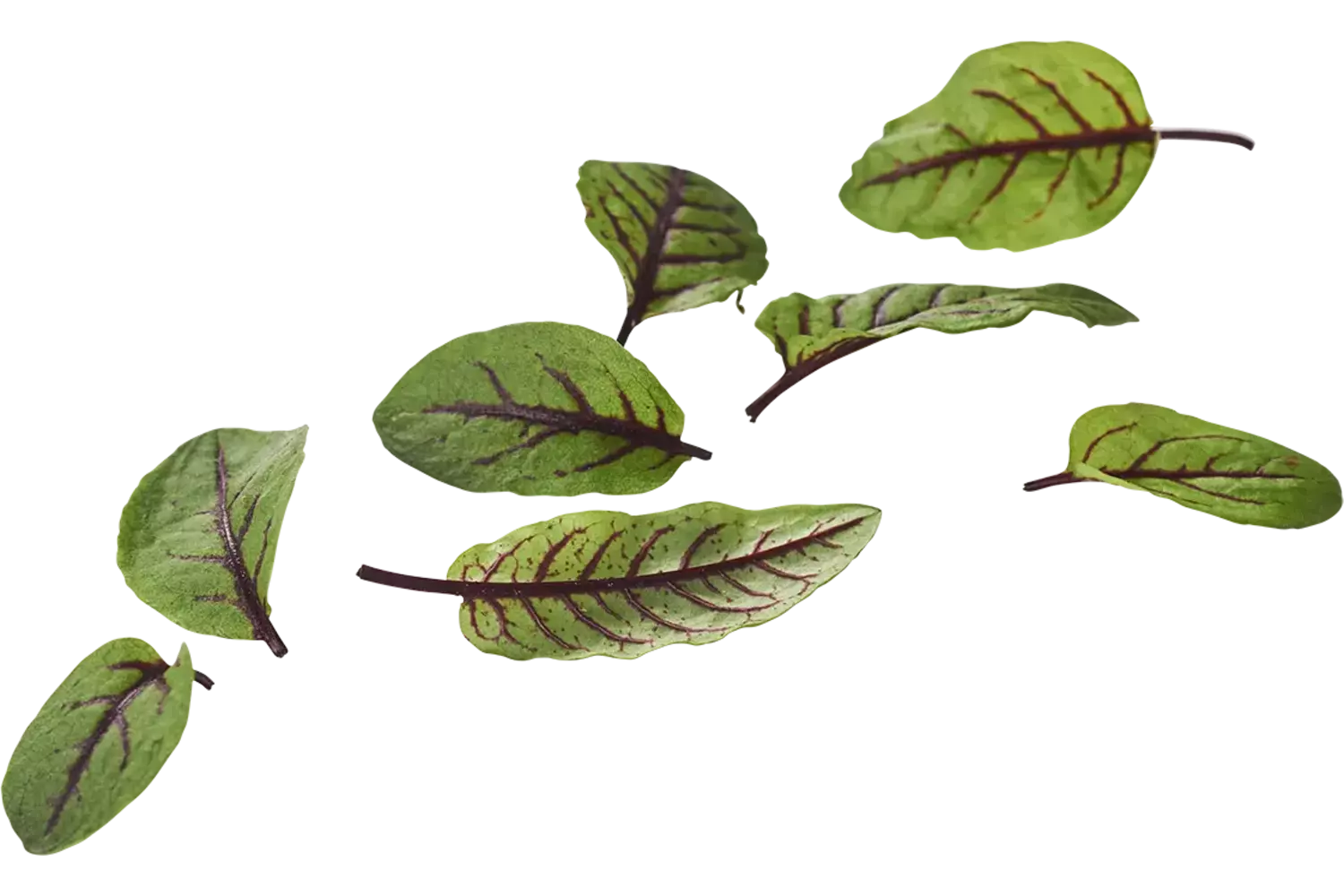 Micro bloedzuring 30 blaadjes stuk