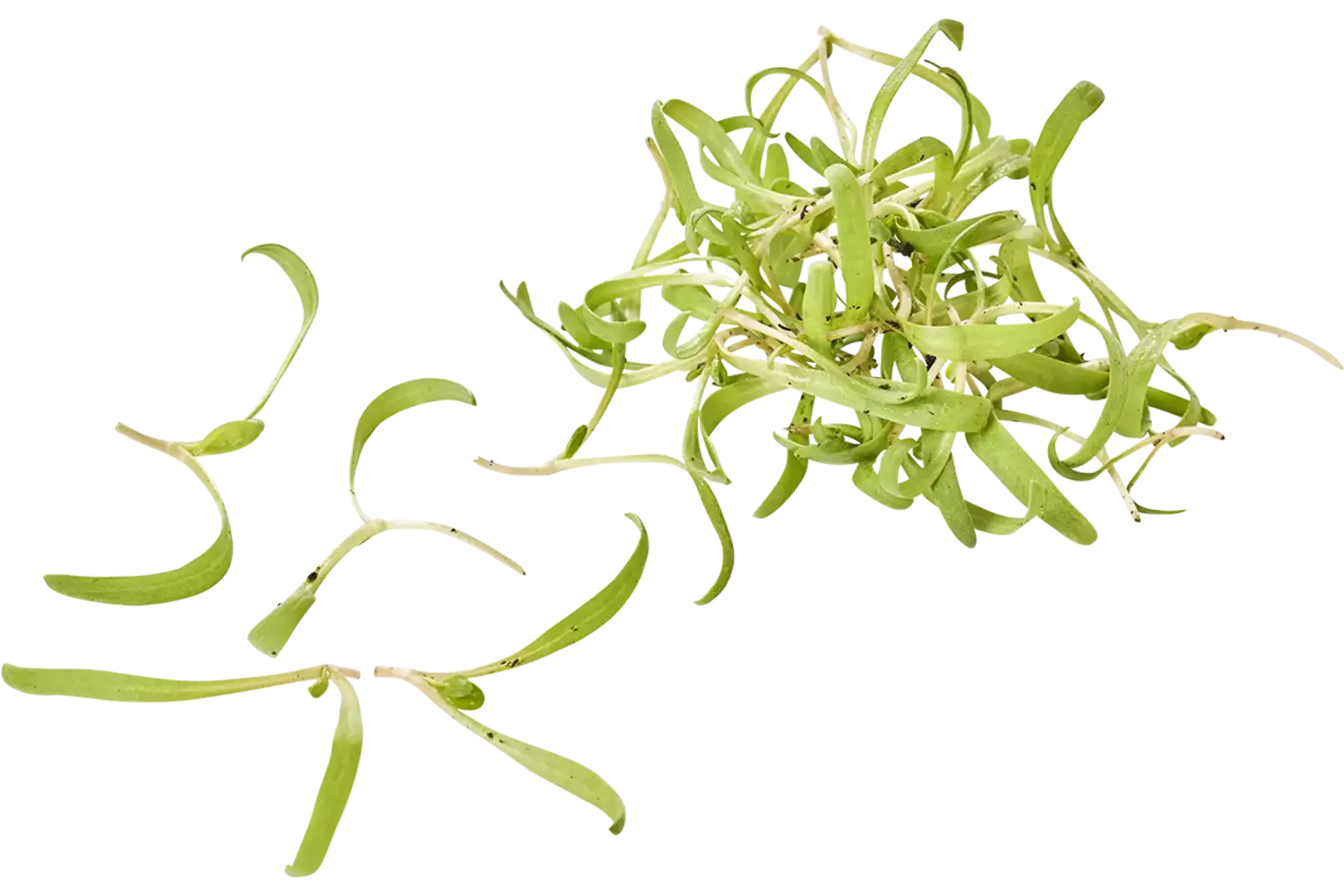 Micro spinazie 15gr stuk