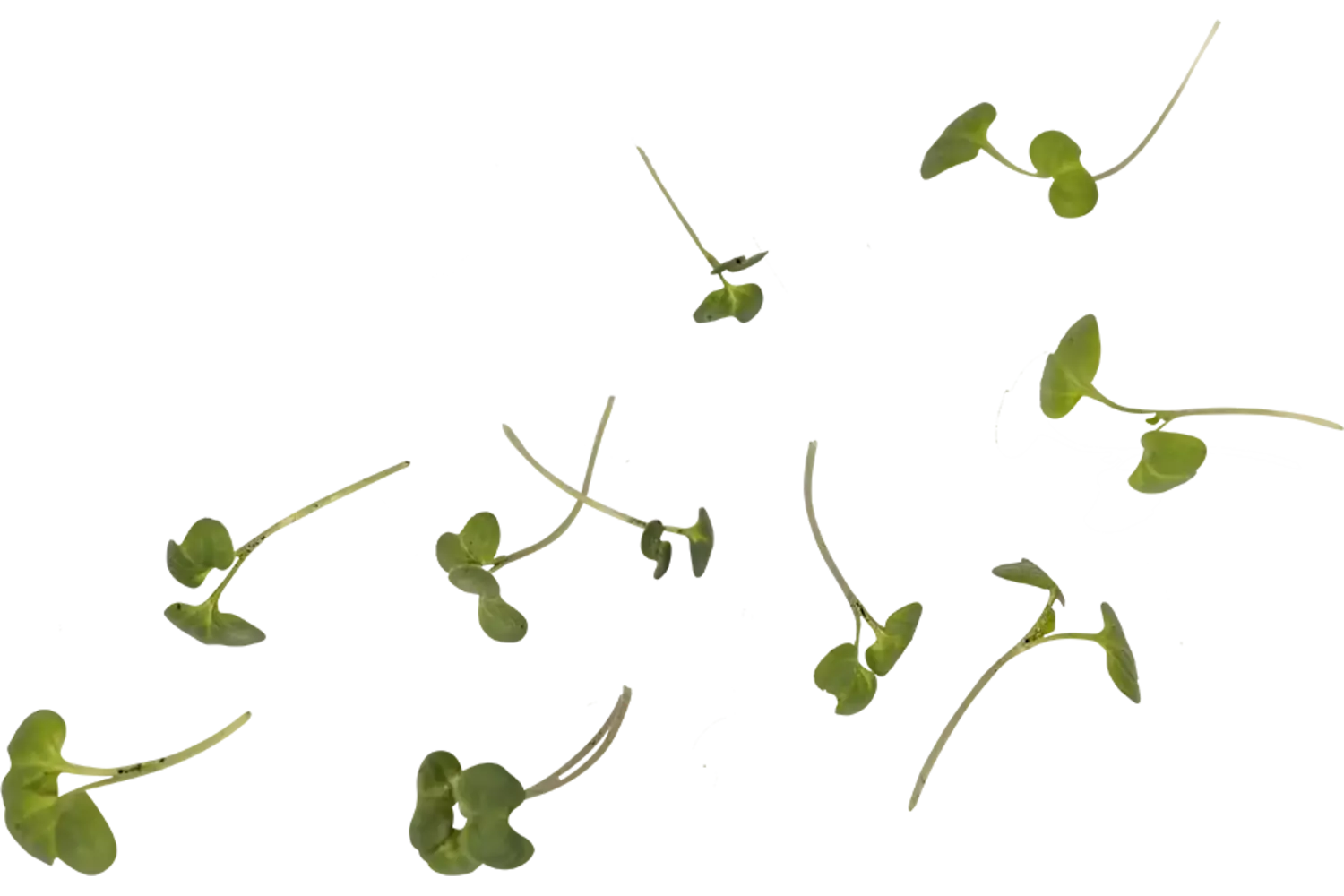 Micro mosterdkruid 20gr stuk