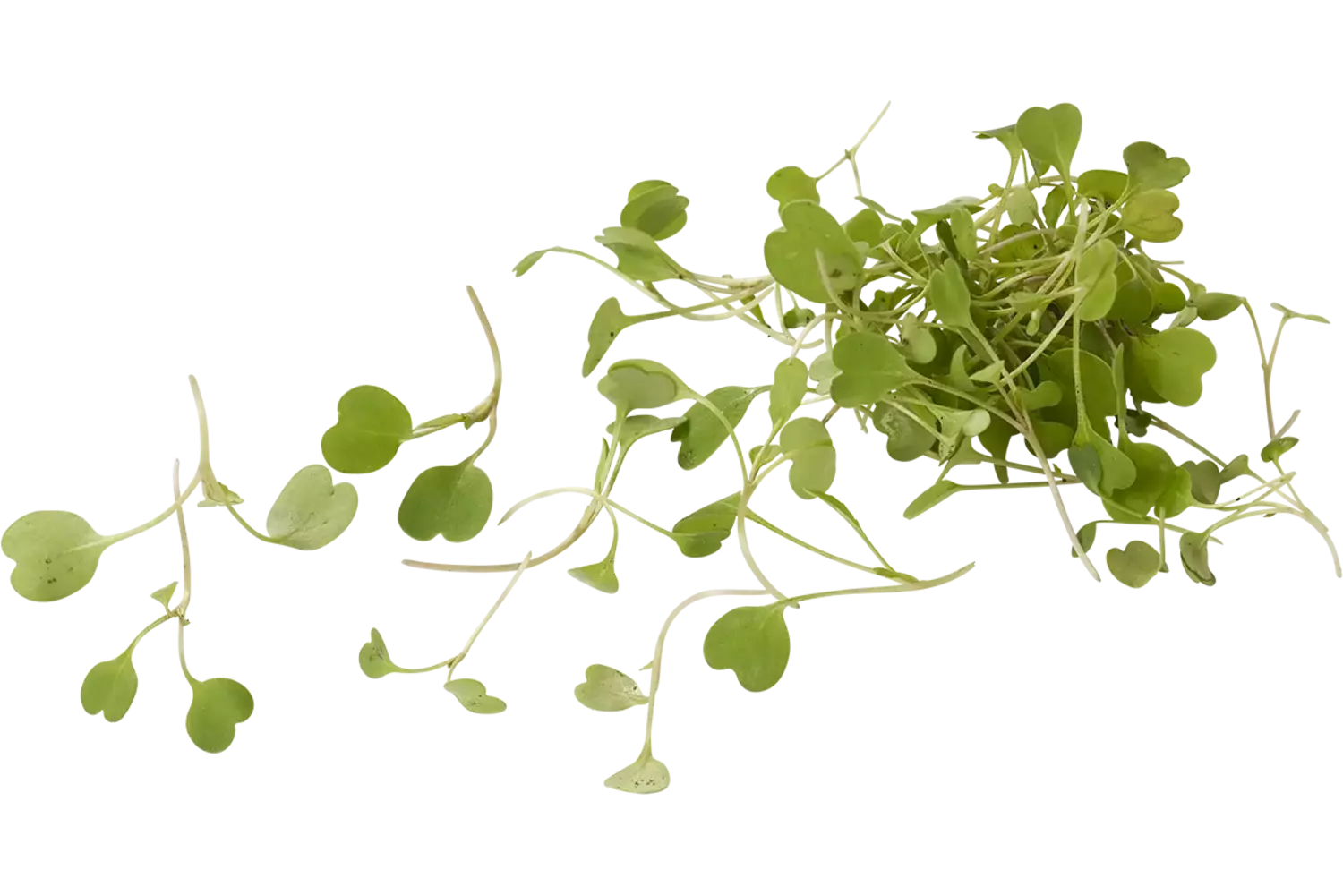 Micro rucola 20gr stuk