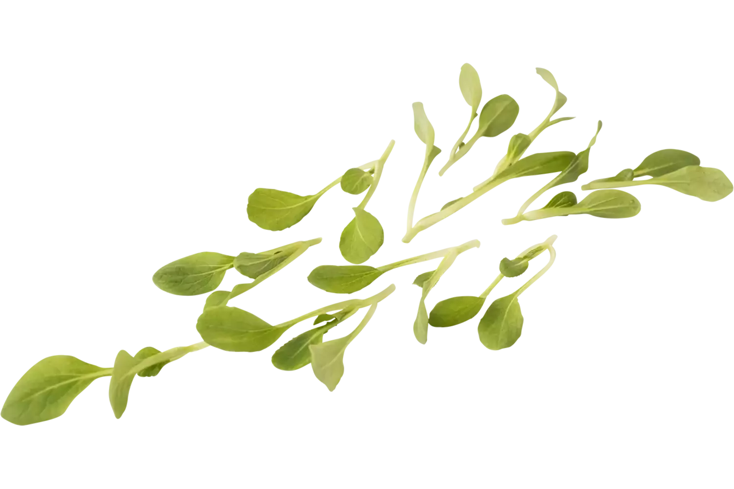 Micro bok choy vert 30pc pièce