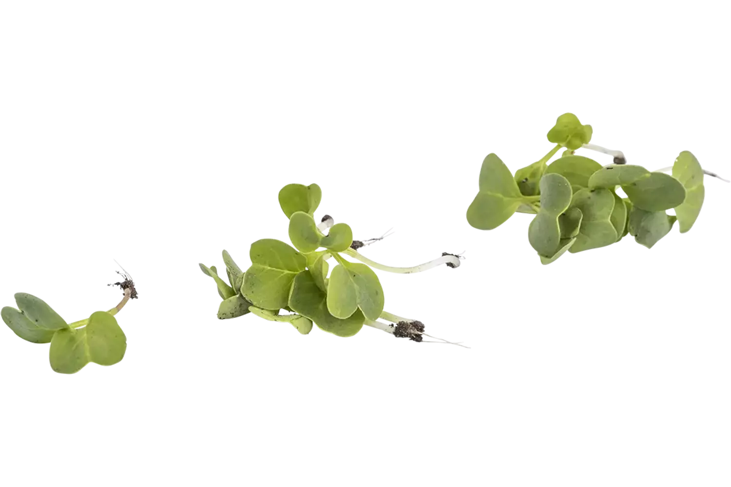 Micro glacons 15pc pièce
