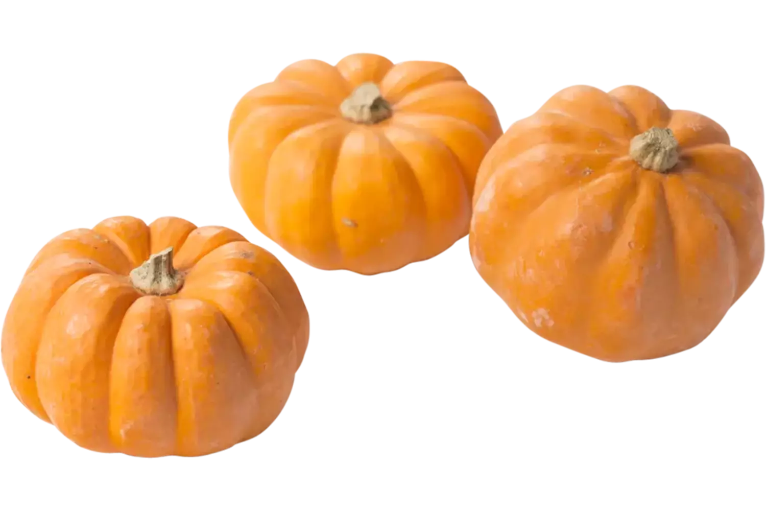 Mini muskaat pompoen maat 18 stuk