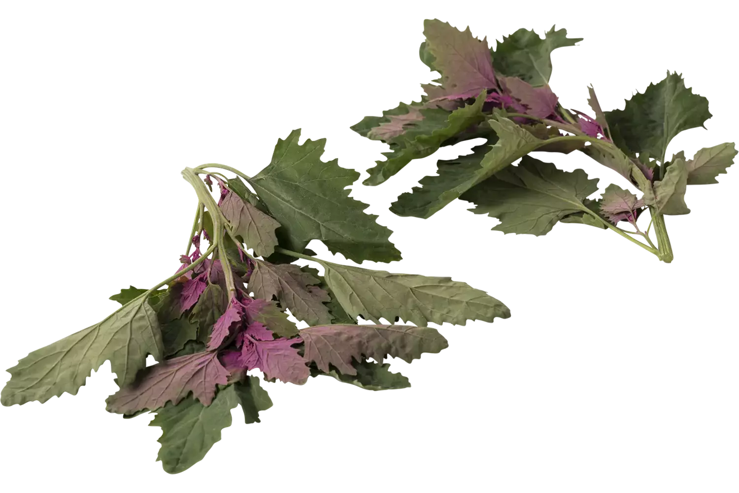 Épinards d'arbre 150g pièce