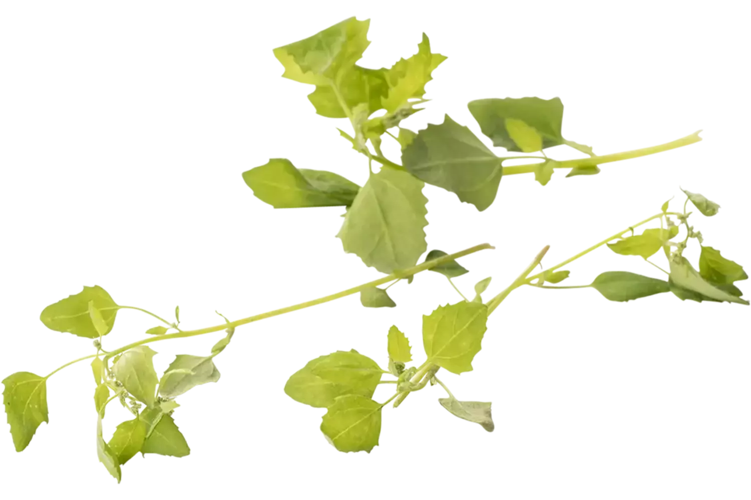 Groene melde 30gr stuk
