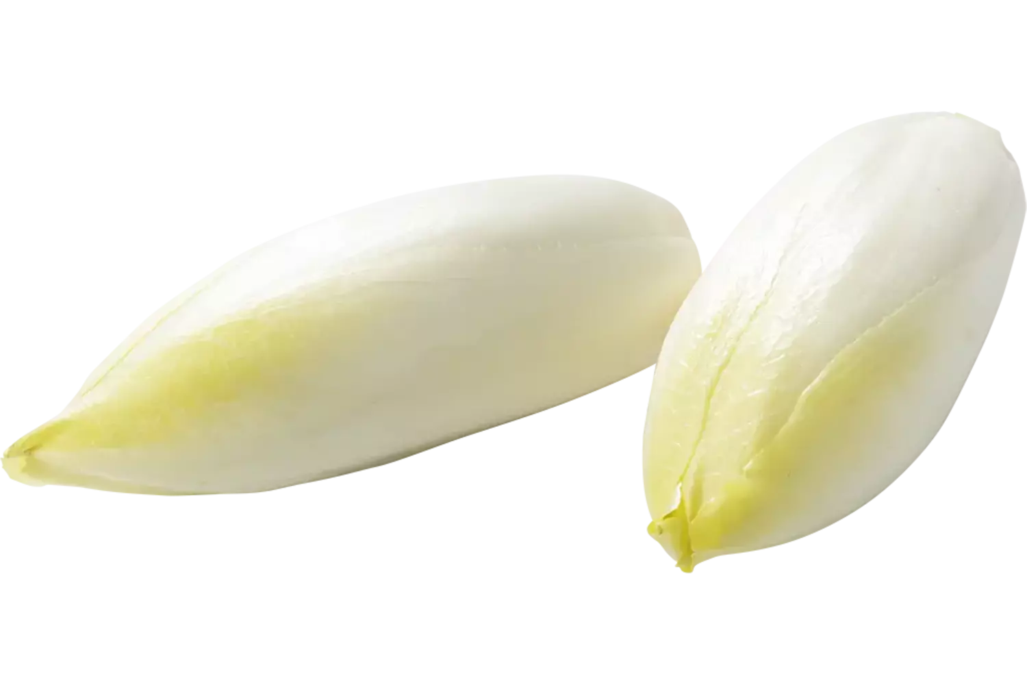 Chicory medium 11-15 500gr piece