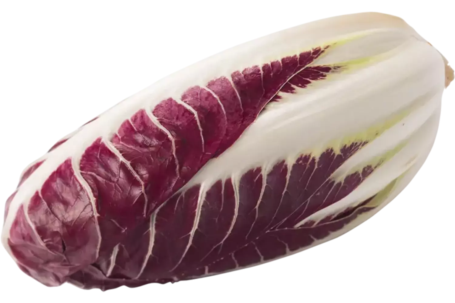 Treviso Precoce stuk