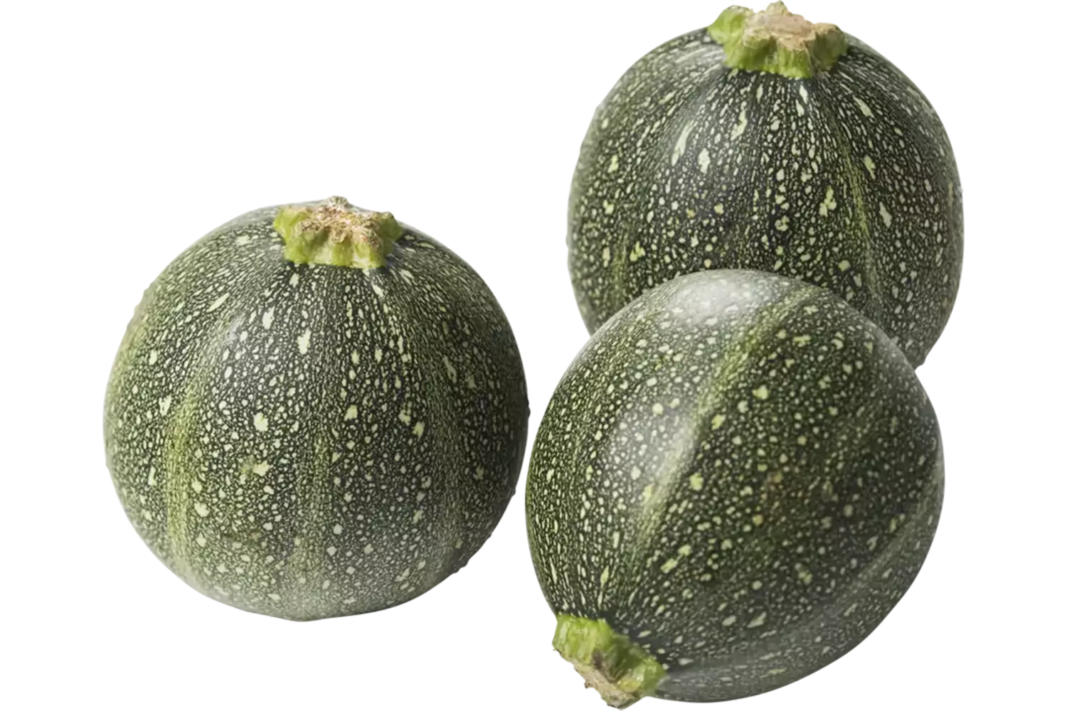 Bulbe de courgette taille 14 pièce