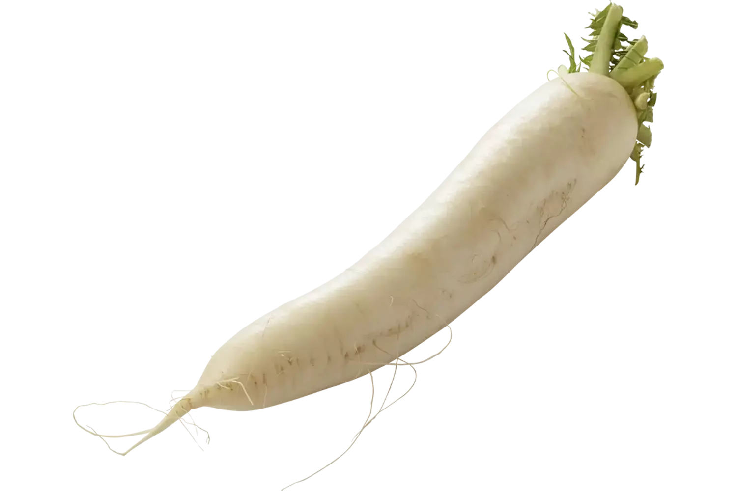 Rettich stuk