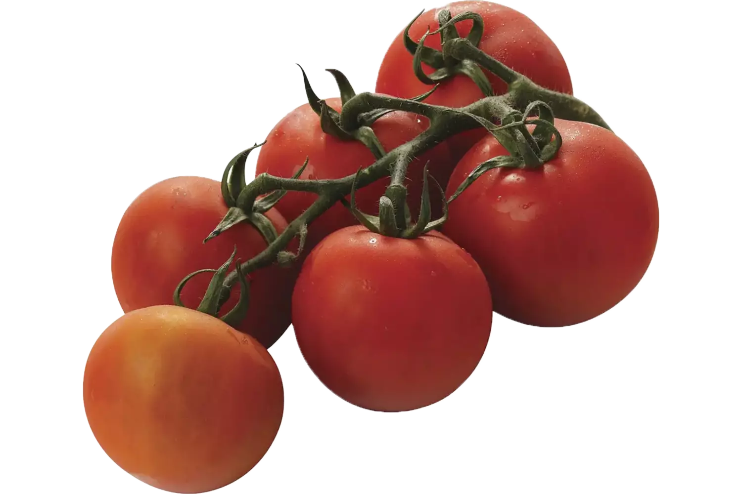Tomatoes de vigne 750g pièce