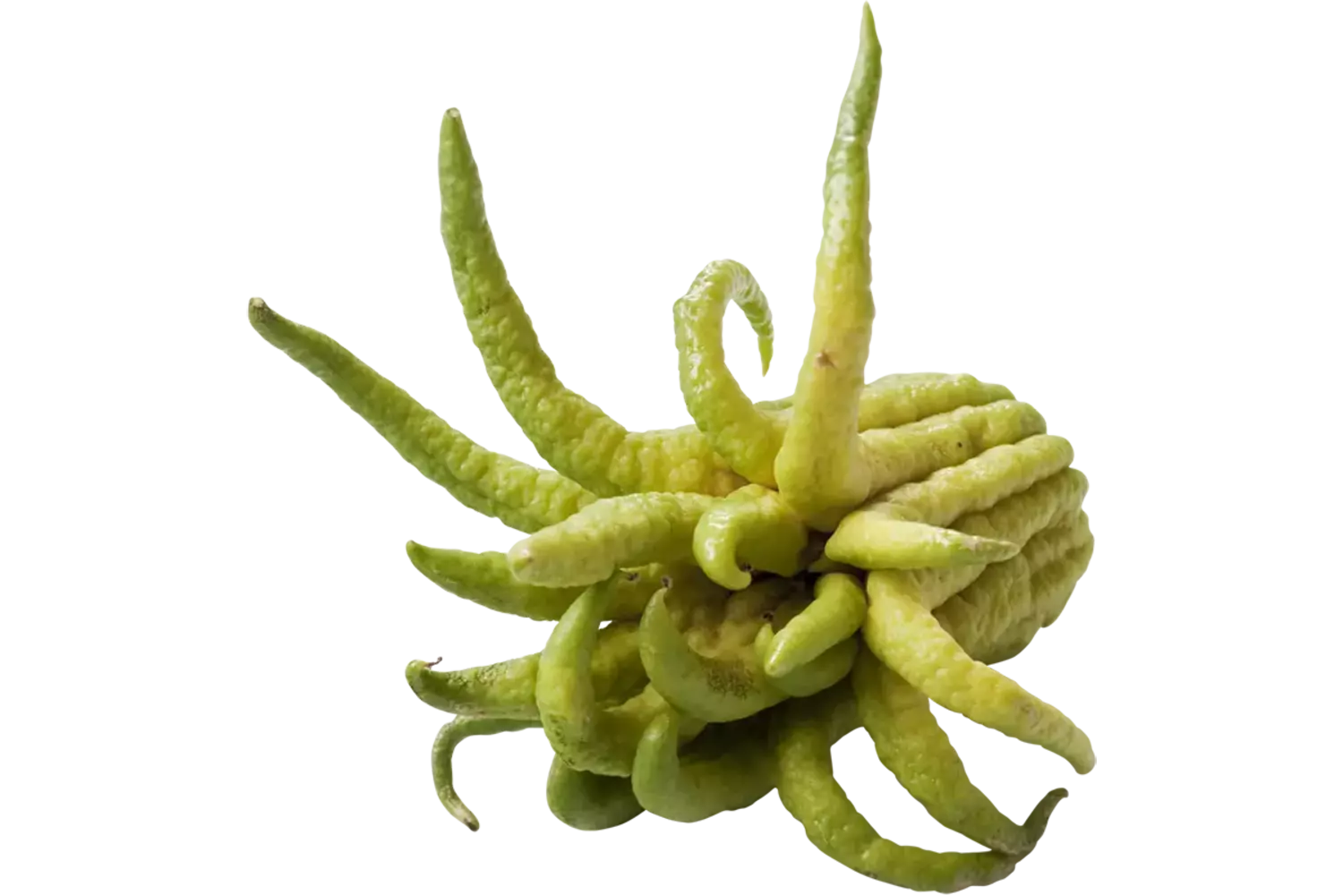 Buddha Fingers kist 10 stuks