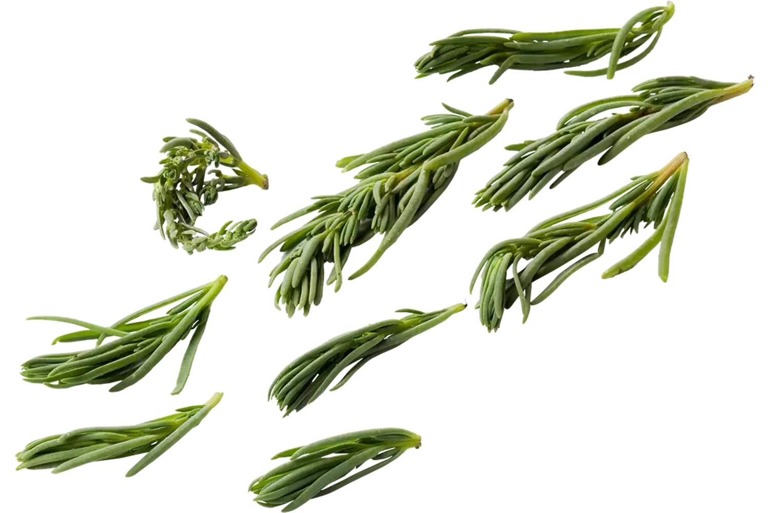 Schorrekruid  250gr.