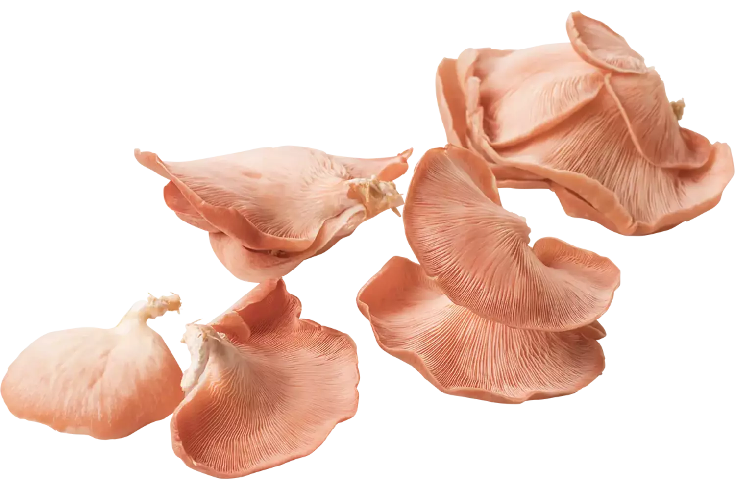 Roze Oesterzwam kist 1 kilogram