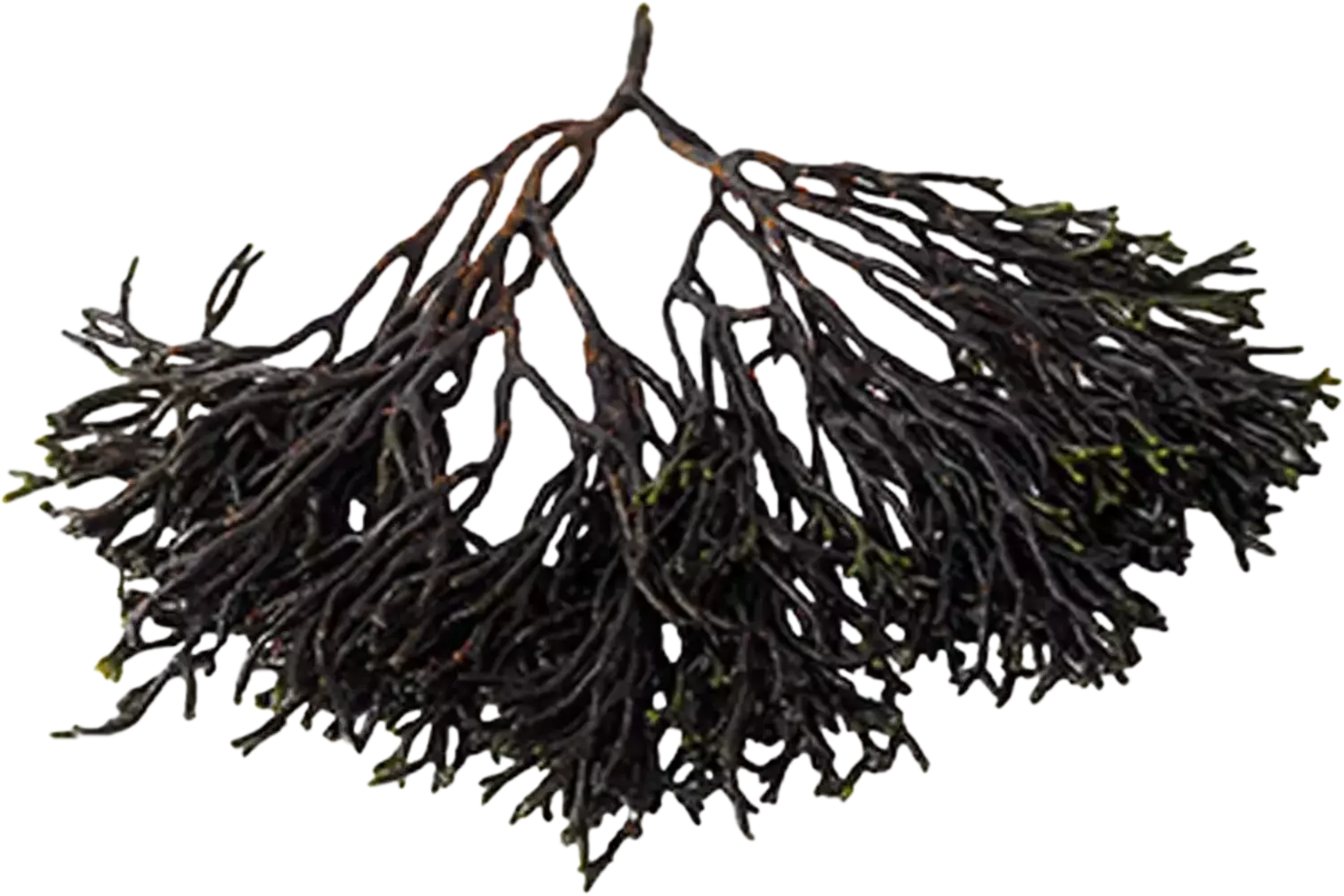 Codium 250g pièce