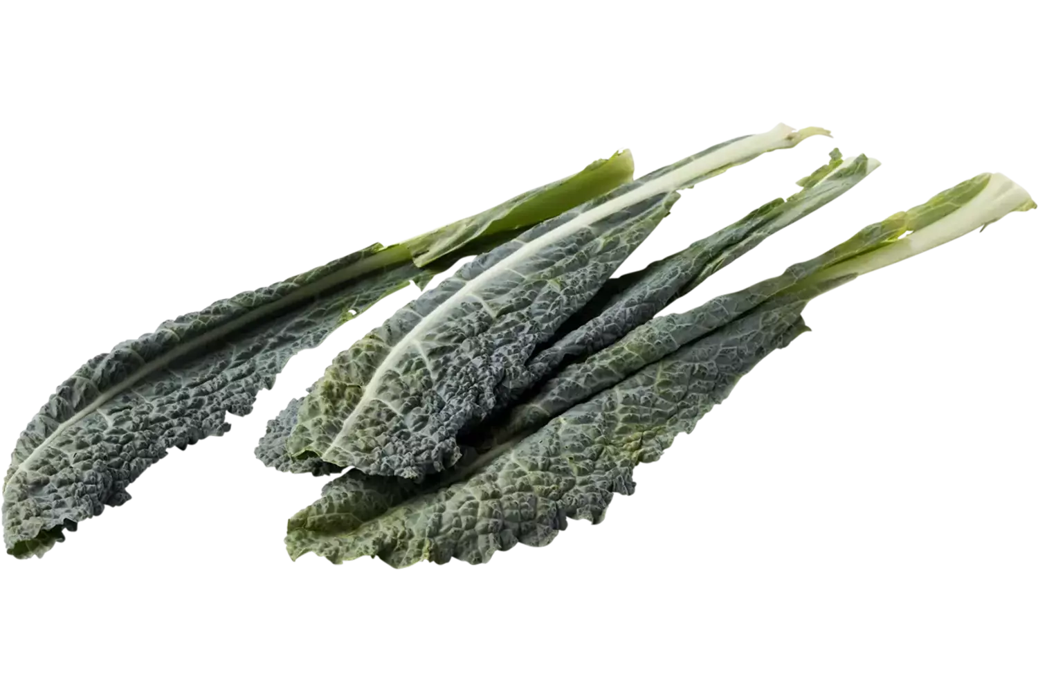 Palmkool - cavolo nero verpakt 250gr kist 4 stuks