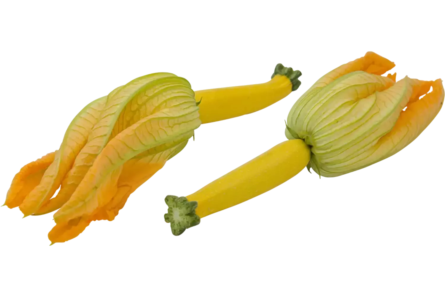 Courgette bloem geel stuk