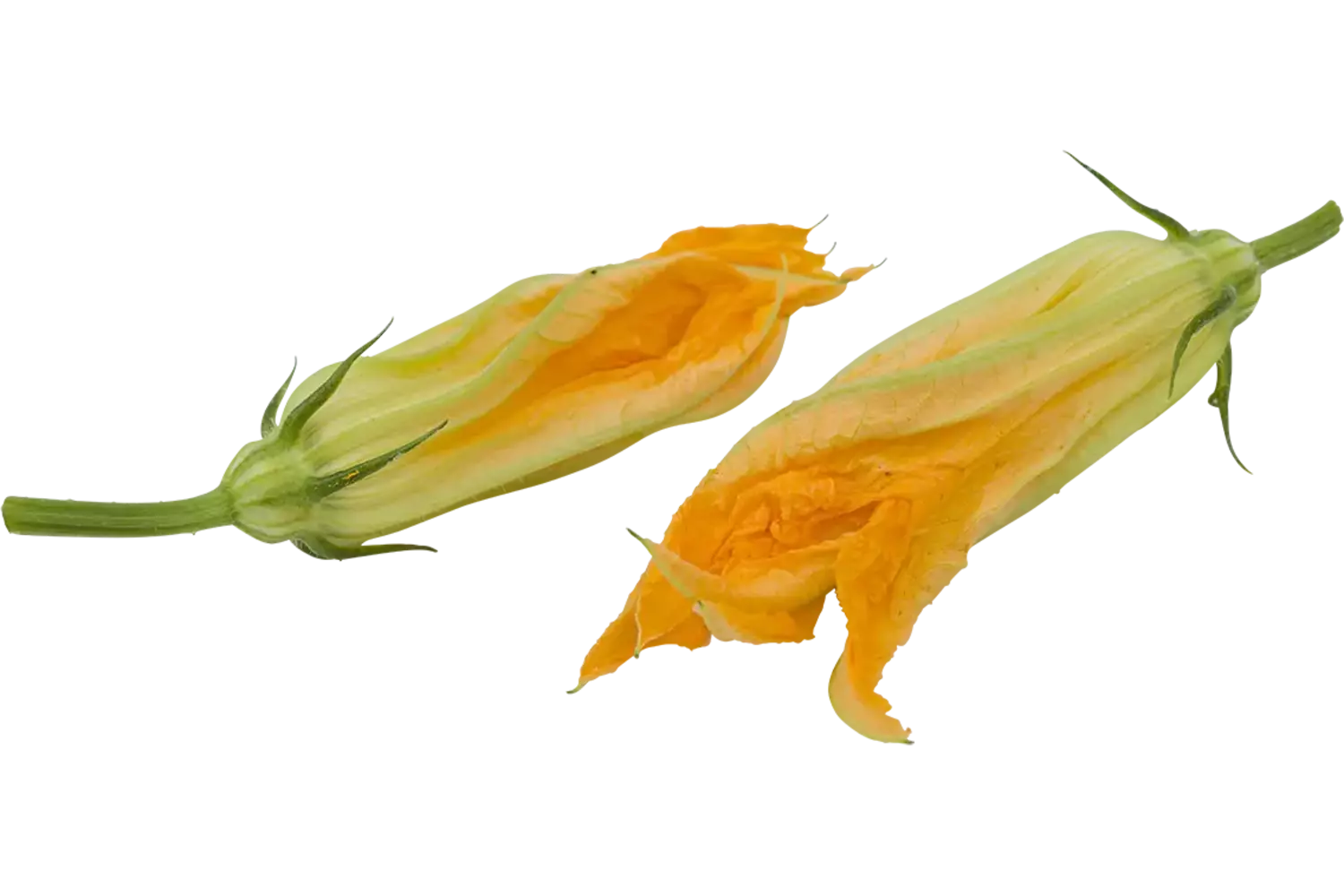 Fioretta bloem schaal 6 stuks