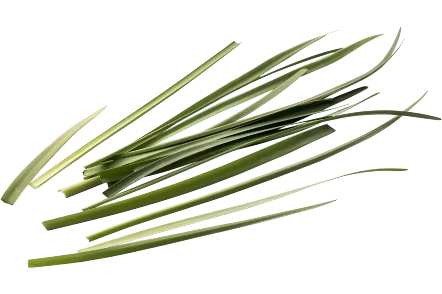 Ail sauvage 20g pièce