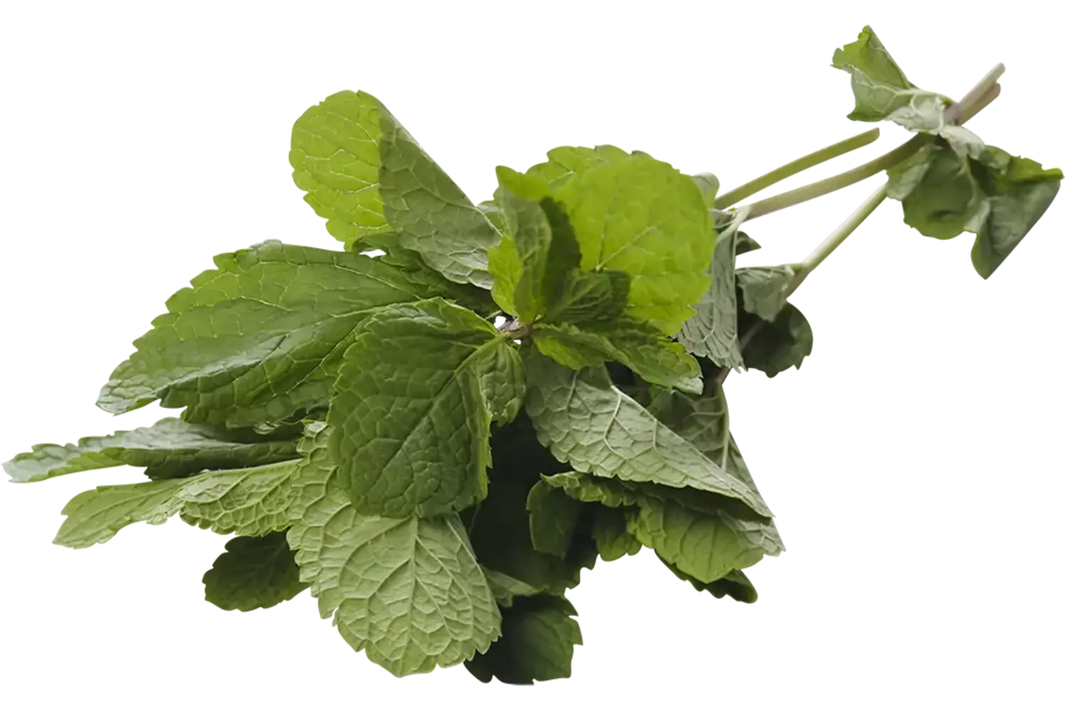 Mint 75-80gr stuk