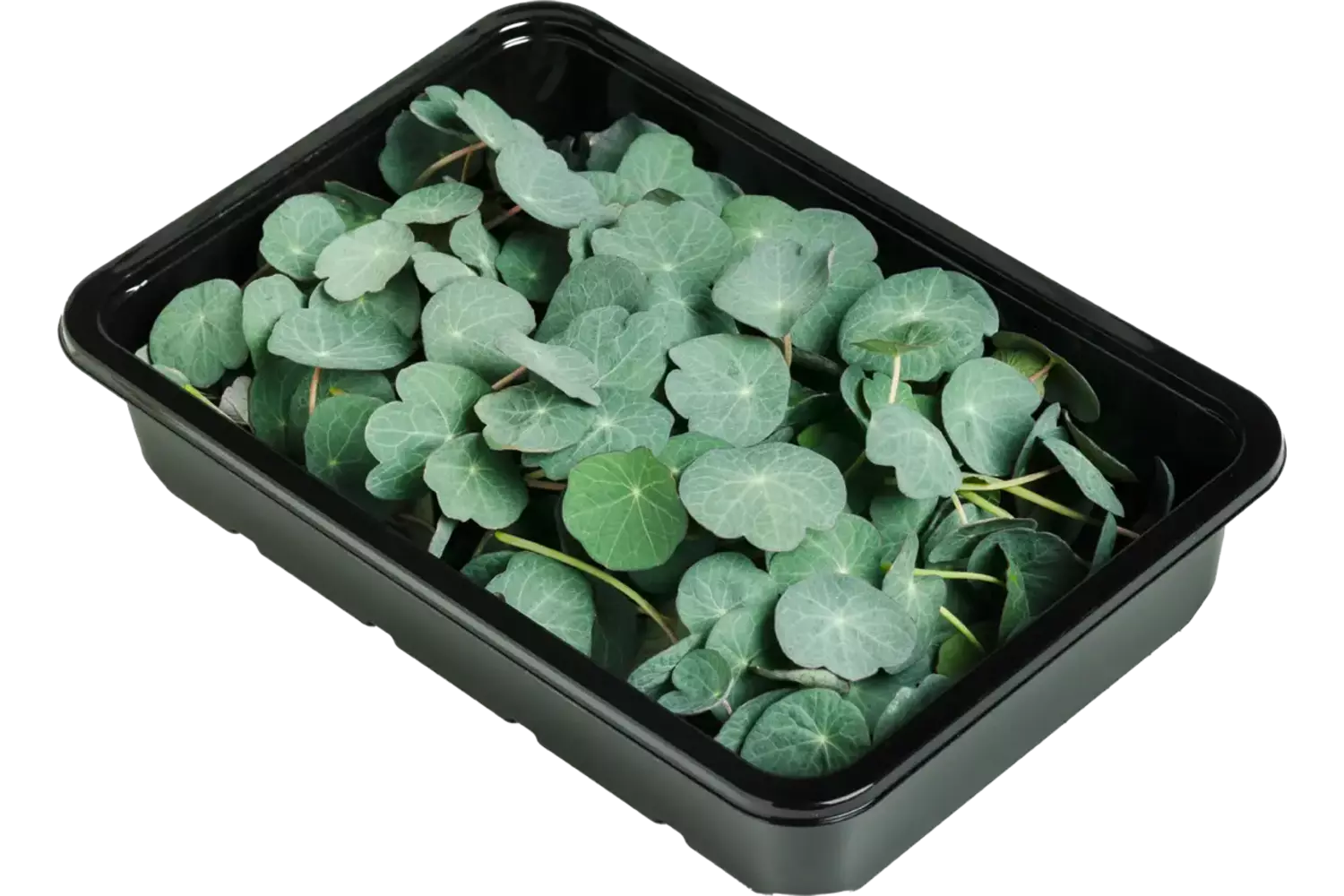 Capuchin leaf 15gr piece