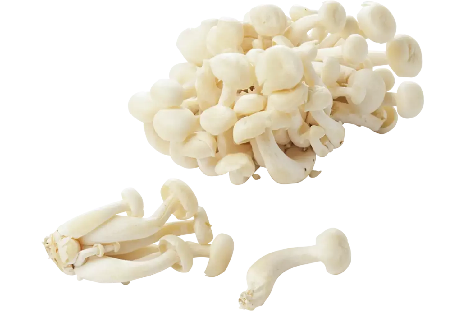 Bundelzwammen wit 150gr stuk