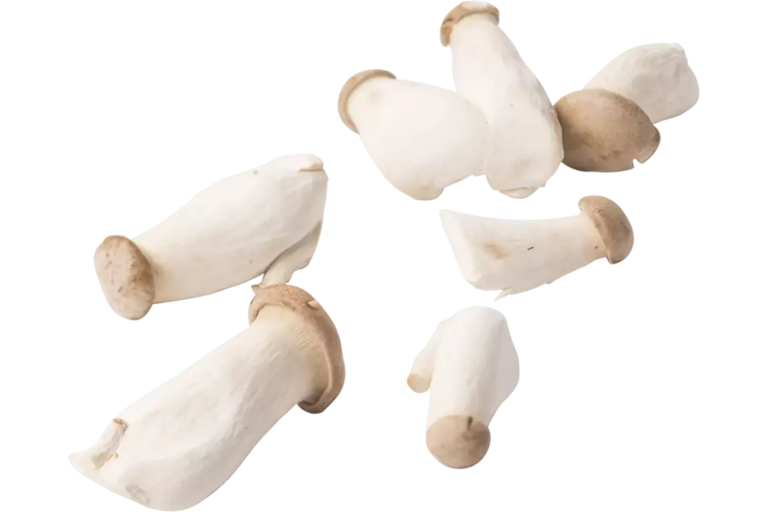 King oyster verpakt 500gr stuk
