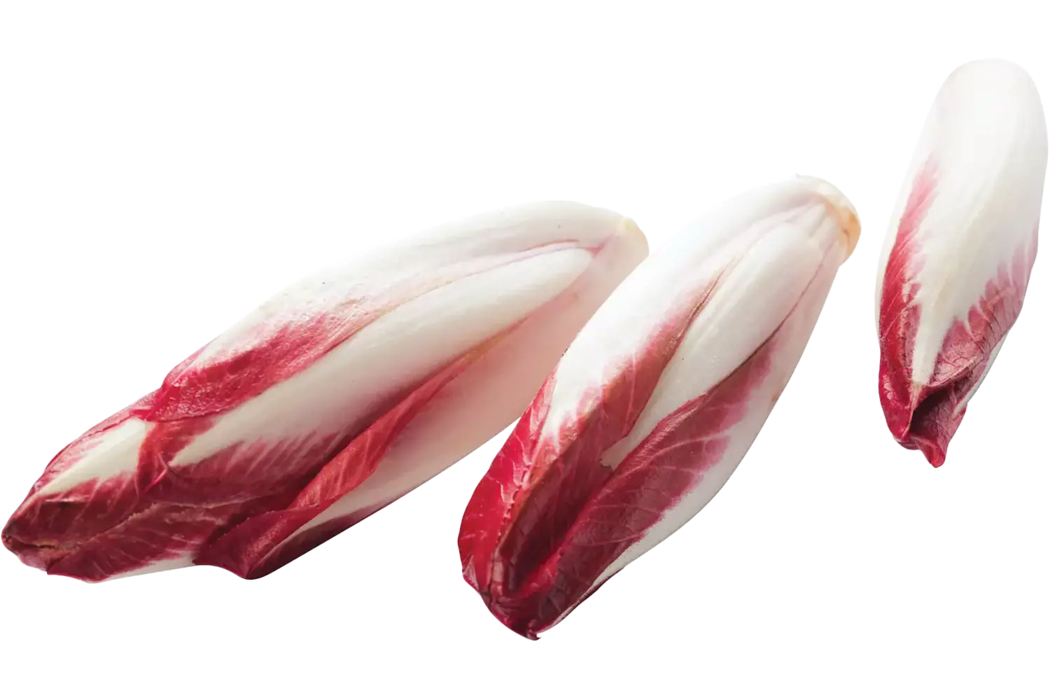 Rood witlof verpakt 500gr stuk
