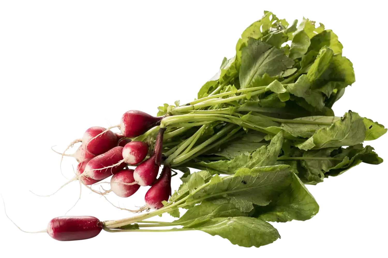 White tip radish piece