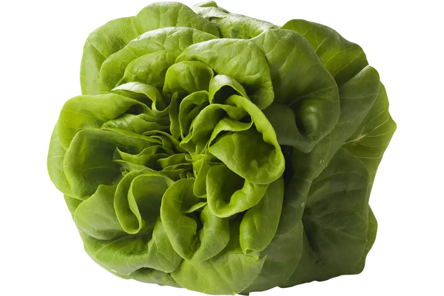 Salanova vert caisse 8pc