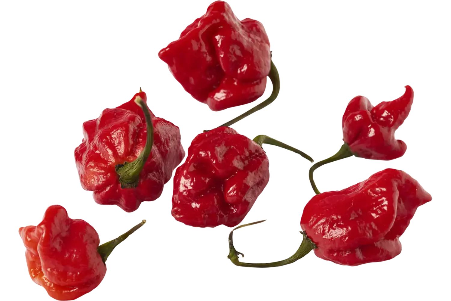 Carolina reaper pepers 50gr stuk