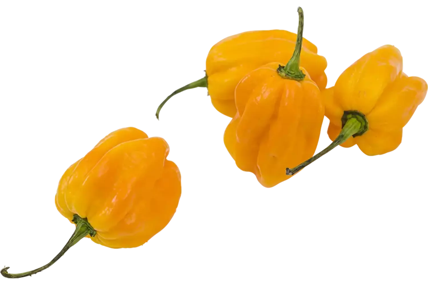 Habanero pepers geel kist 2 kilogram
