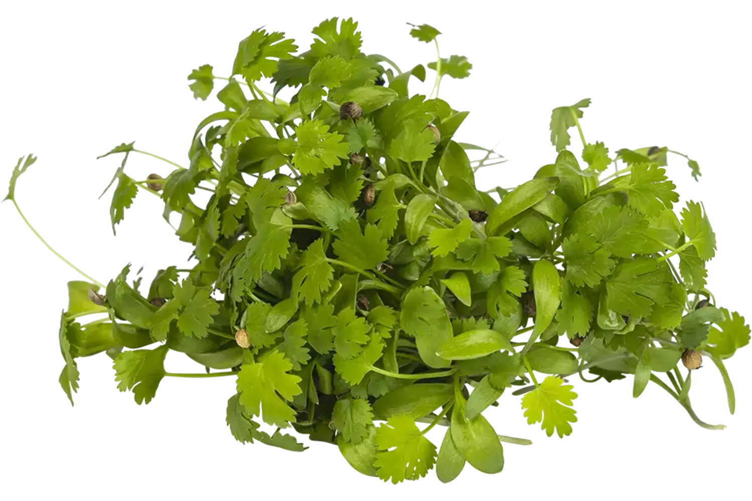 Koriander cress 25gr stuk