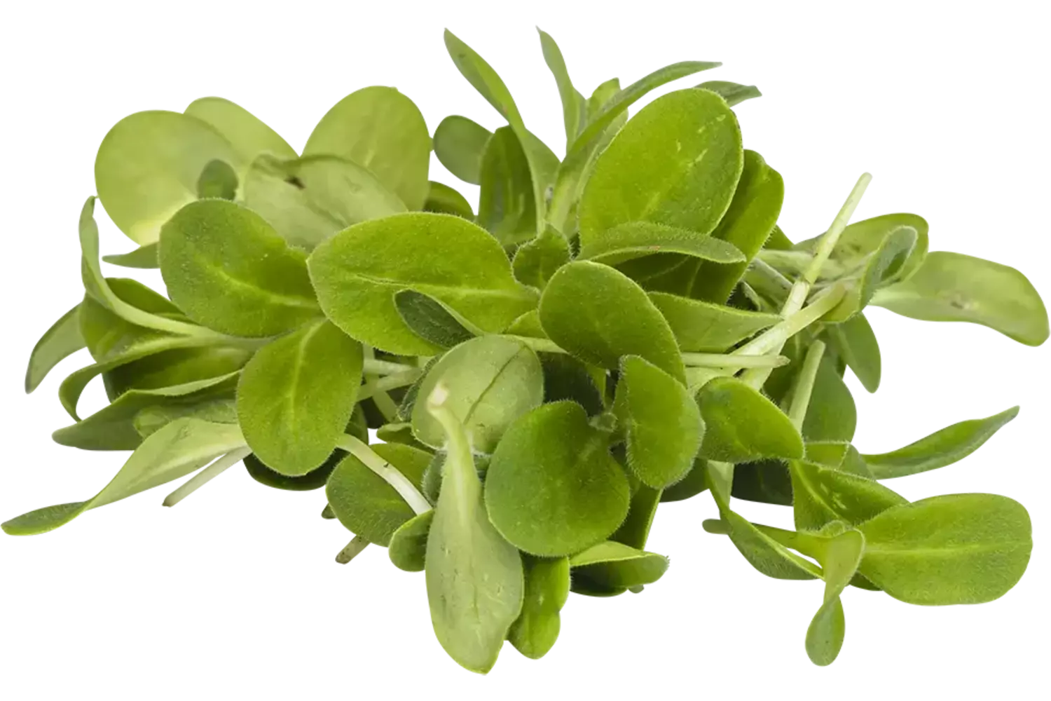 Komkommerkruid 40gr kist 18 stuks