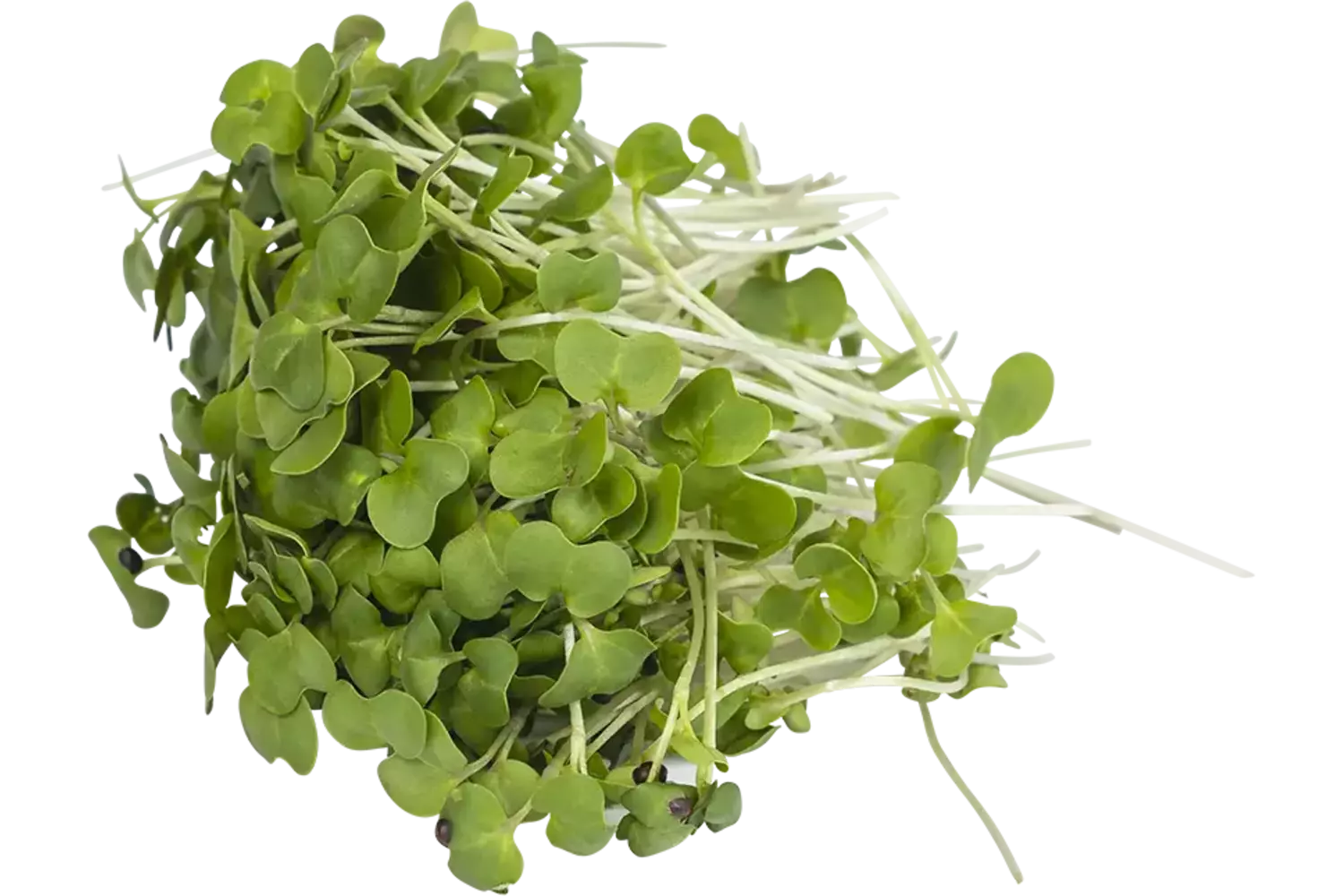 Broccoletti rapini 50gr stuk