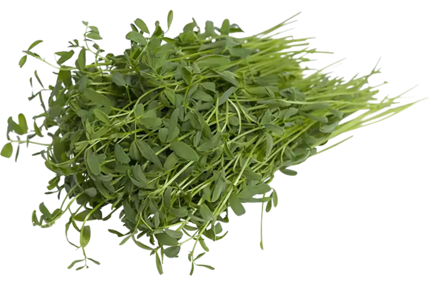 Linzen cress 25gr stuk