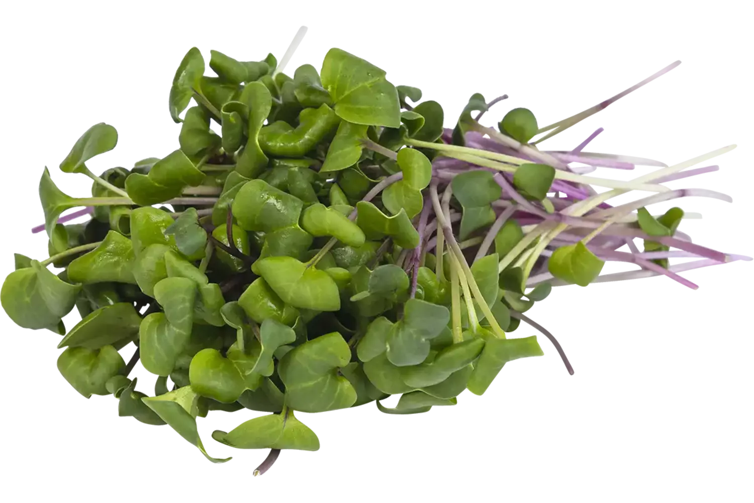 China rose cress 50gr stuk