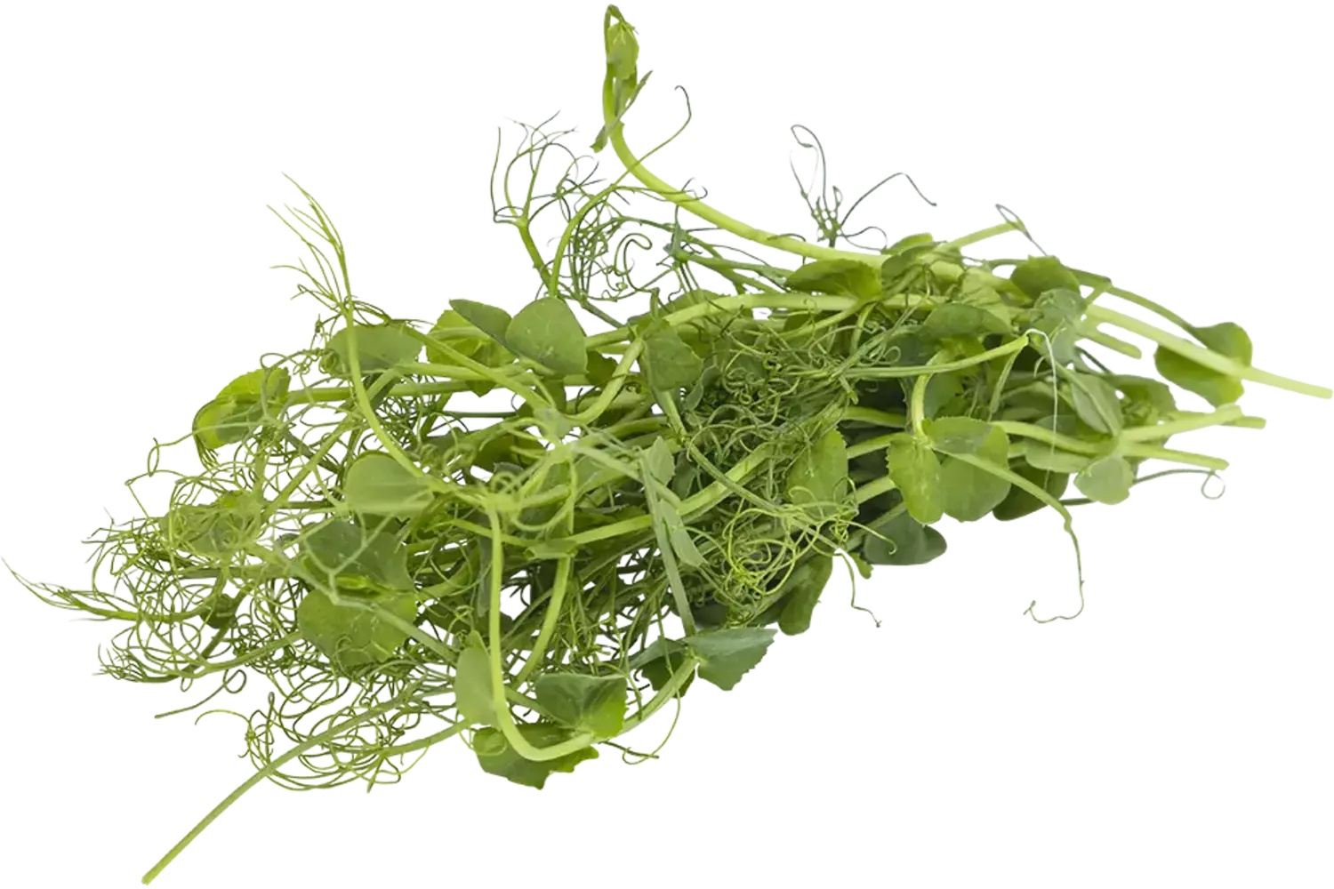 Erwten cress 50gr stuk