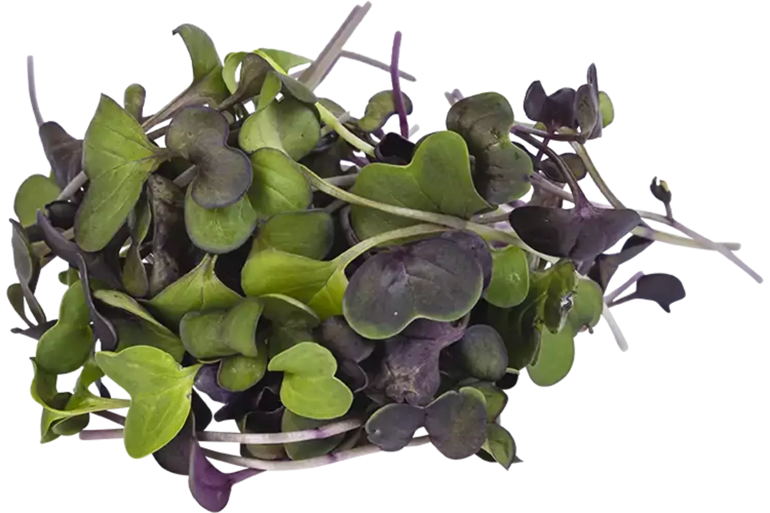 Sango cress 50gr stuk