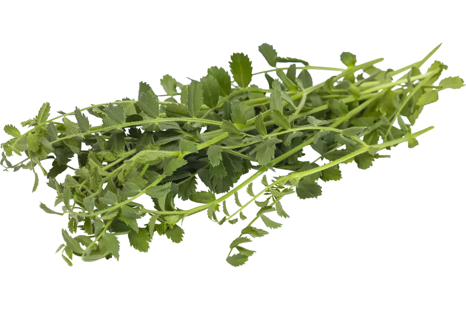 Kikkererwten cress 25gr stuk