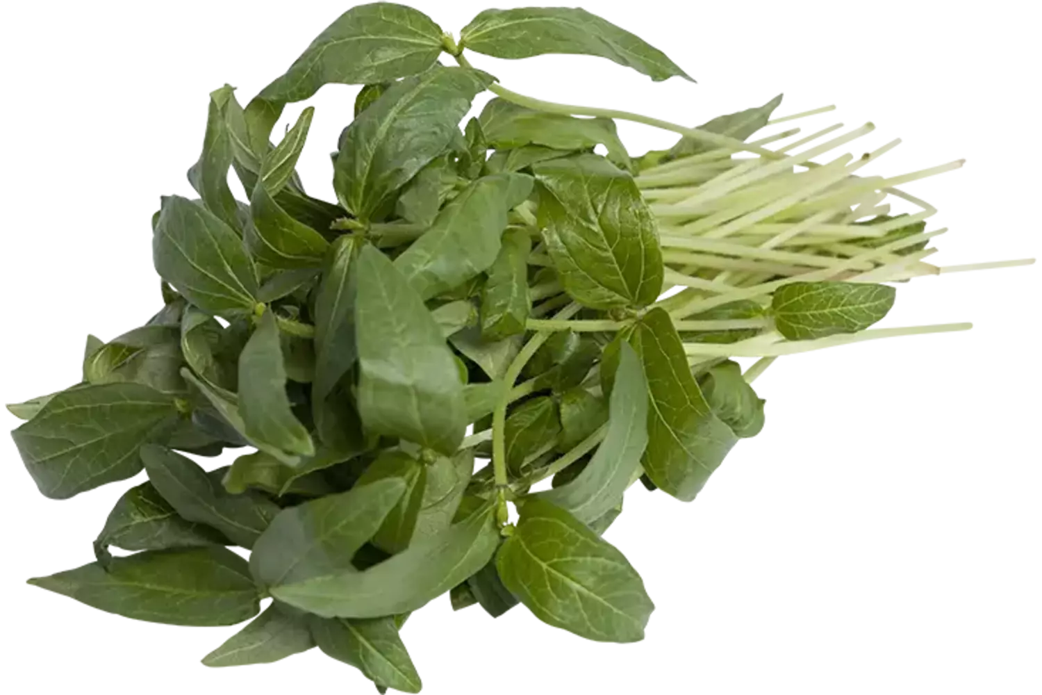Mungboon bladeren 25gr stuk