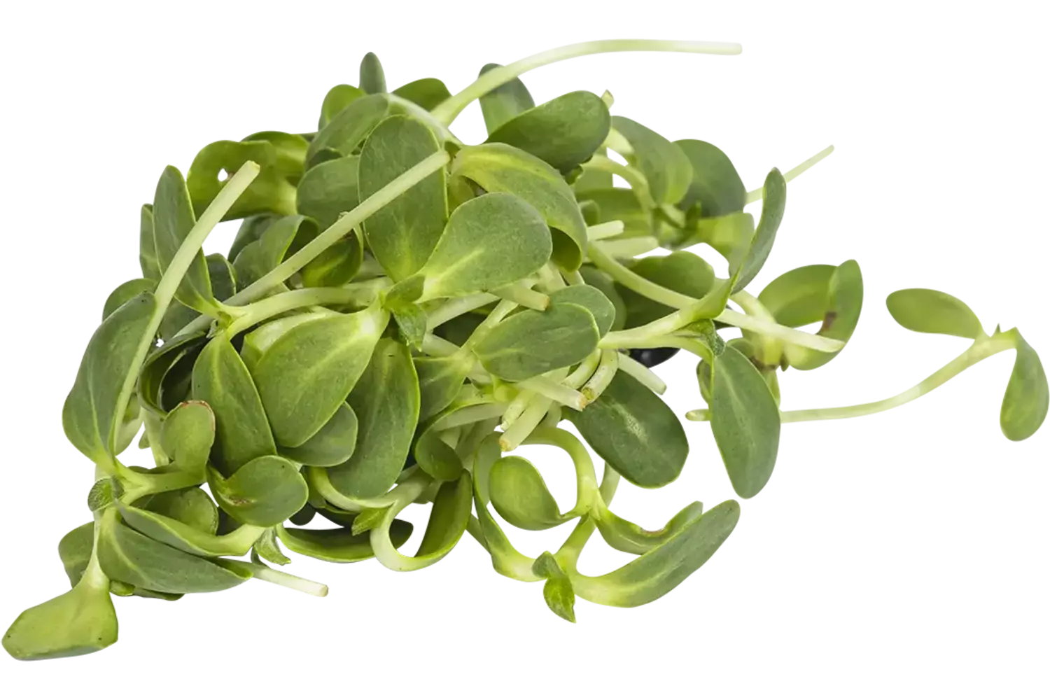 Zonnebloem cress 50gr stuk