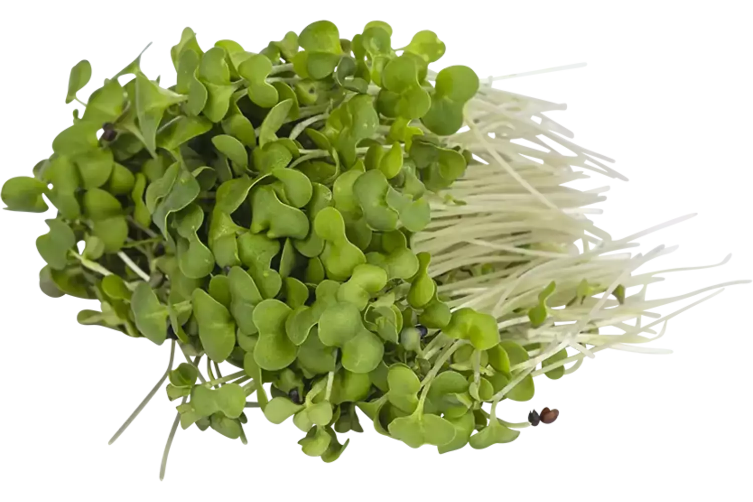 Broccoli cress 50gr stuk