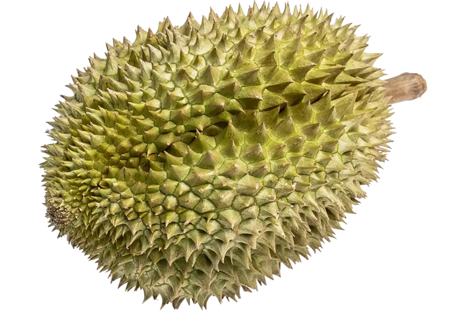 Durian 2st
