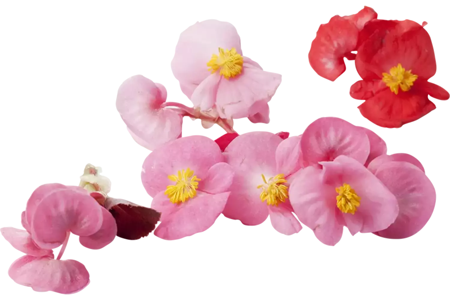 Eetbare bloem Begonia (12-15 st.) kist 8 stuks