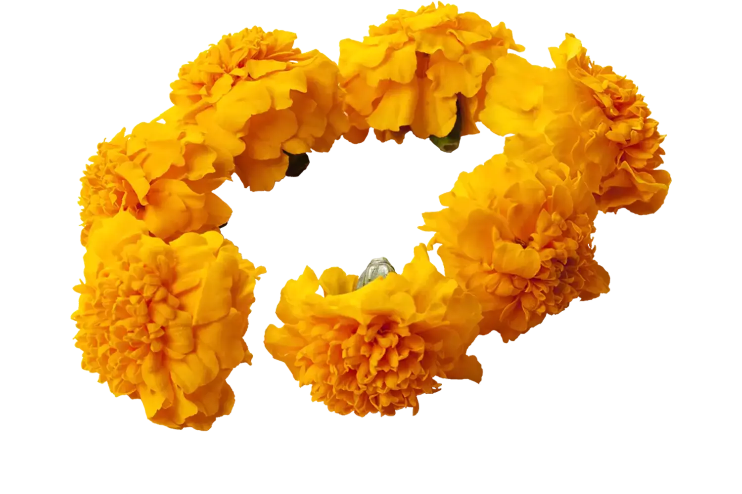 Eetbare bloem Afrikaantjes (12-15 st.) stuk